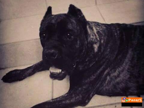 Cane Corso Kucenca