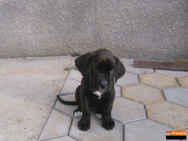 Cane Corso Kucenca