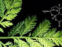 СЛАДОК ПЕЛИН - Artemisia annua - SLADOK PELIN