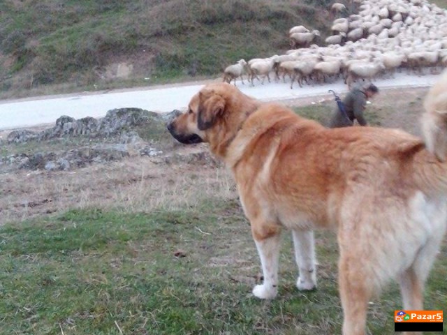 Sarplaninec Baram Kucka Za Parjne 