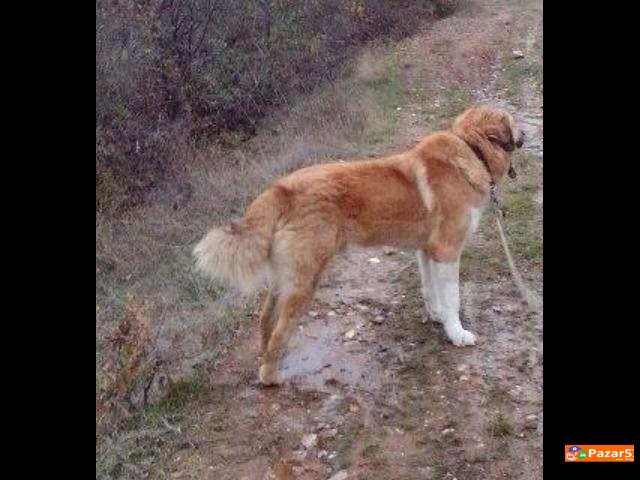 Sarplaninec Baram Kucka Za Parjne 