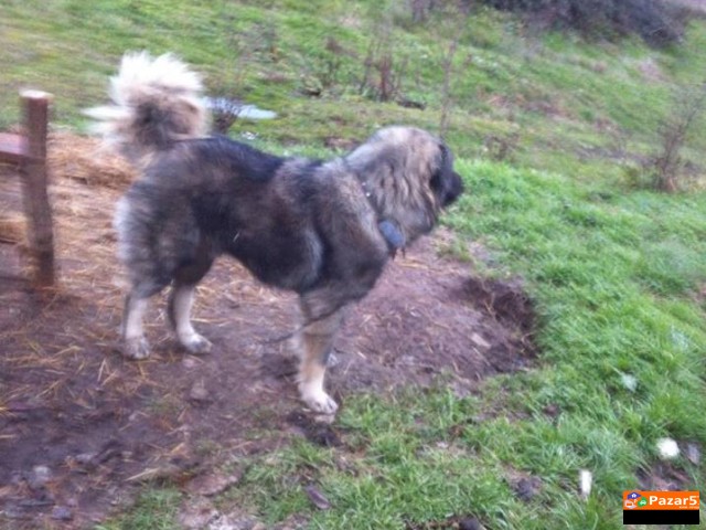 Sarplaninec Baram Kucka Za Parjne 