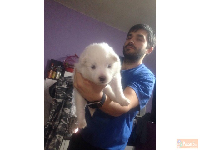 Se Prodavaat Preubavi Cistokrvni Sibirski Samojedi