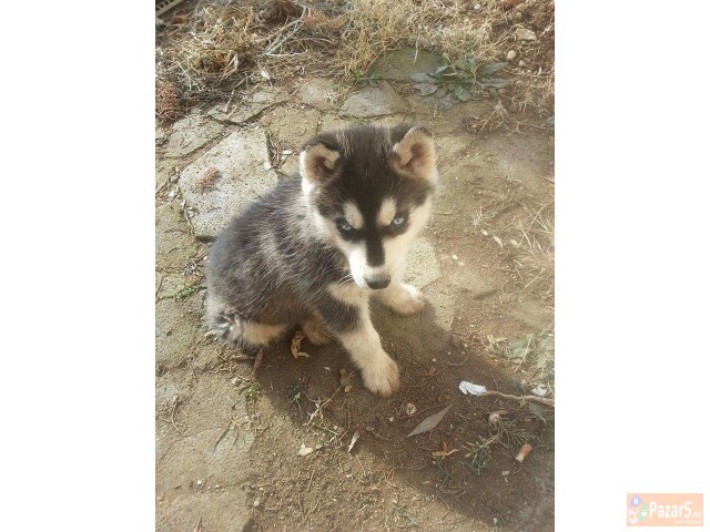 Сибирски хаски