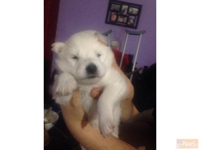 Cistokrvni Kucenca Sibirski Samojed