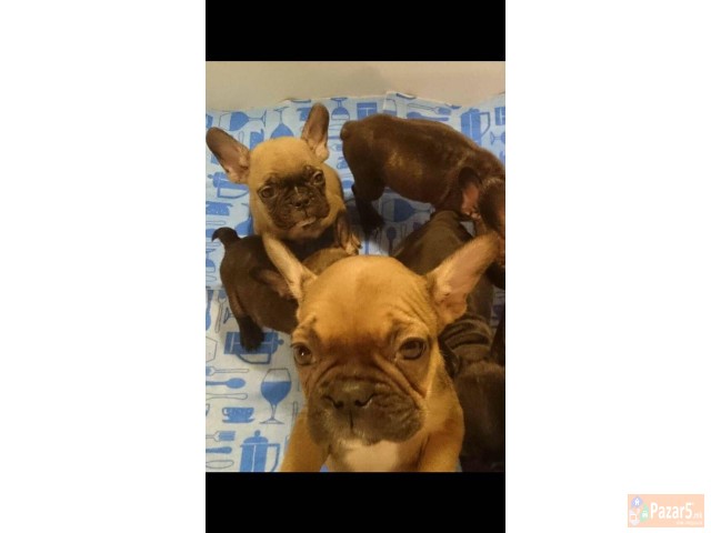 ФРАНЦУСКИ БУЛДОЗИ