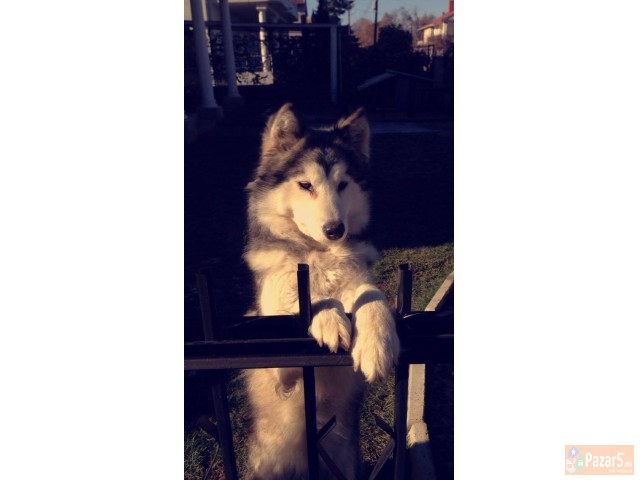 Aljaski Malamut Kucenca