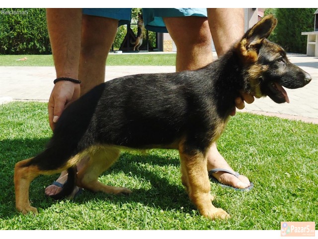 Германски овчар