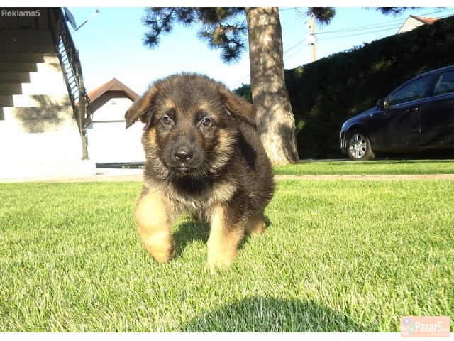 Германски овчар