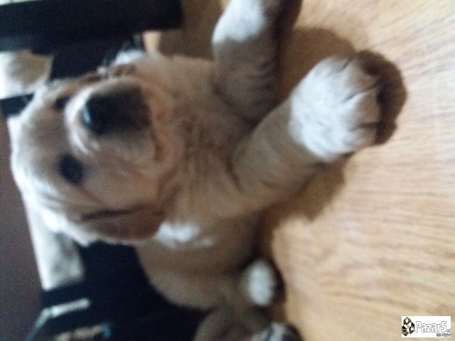 Prodavam Zlaten Retriver