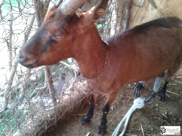 Млечни кози