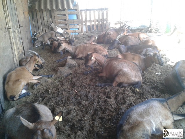 Млечни кози