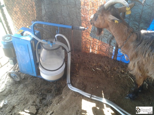 Млечни кози