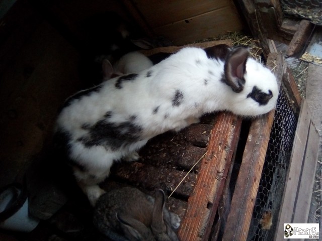 Продавам зајци