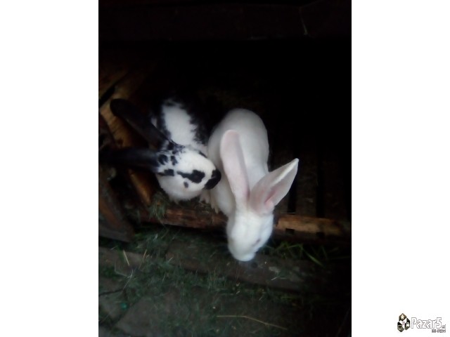 Продавам зајци