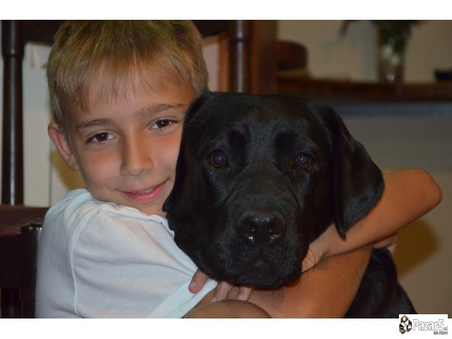 Labrador Kucenca So Odlicno Pedigre Od Vrvni Linii