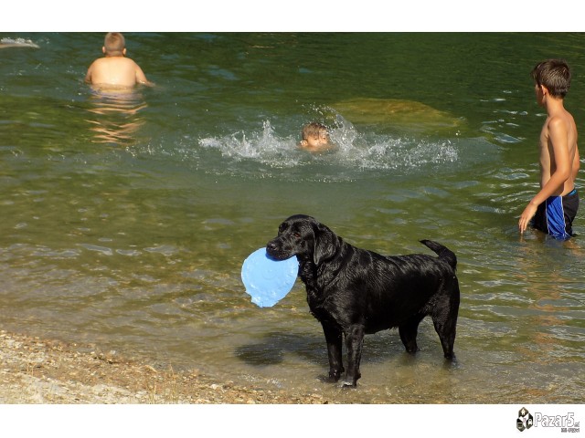 Labrador Kucenca So Odlicno Pedigre Od Vrvni Linii