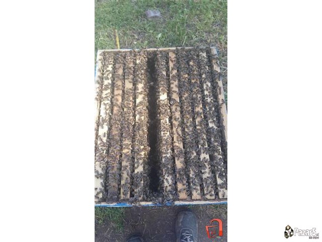 Maticen Mlec - Pcelarstvo Dodevski