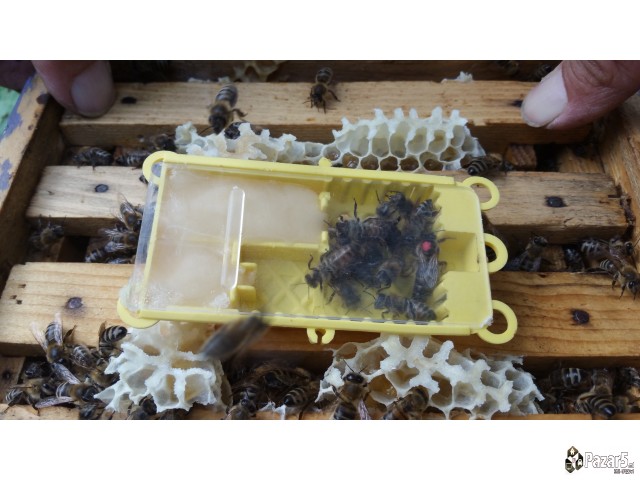 Pceli Matici Roevi Nukleusi - Pcelarstvo Dodevski