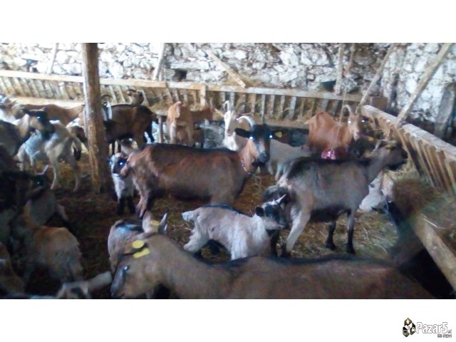 Se Prodavat Kozi