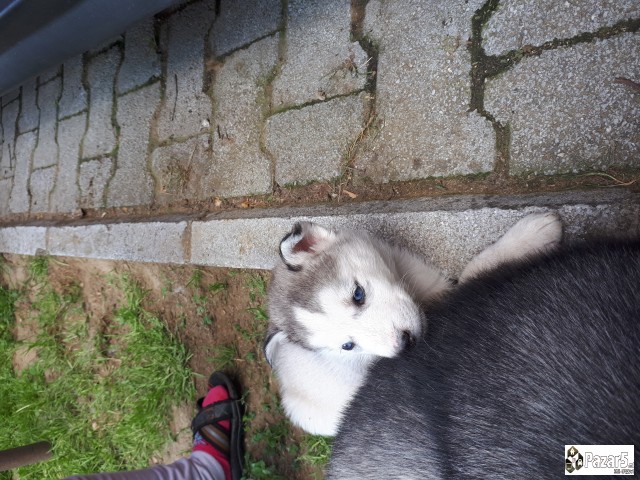 haski