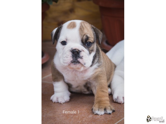 English Bulldog