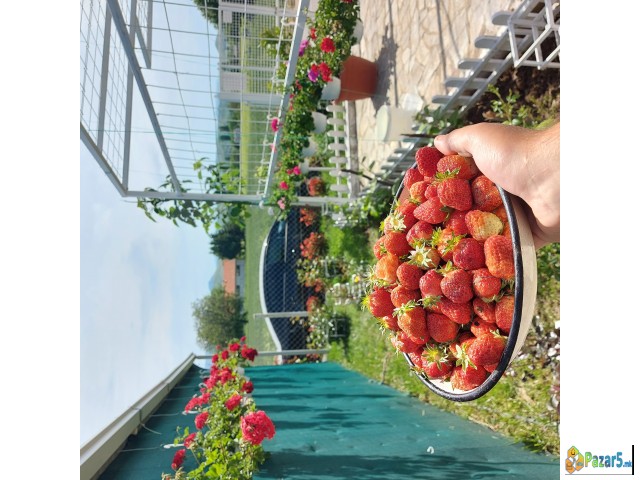 СЕ ПРОДАВА ОВОШТАРНИК ВО С. ВОЈНИК 