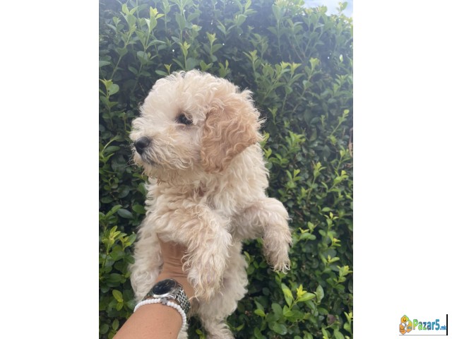 Pudli