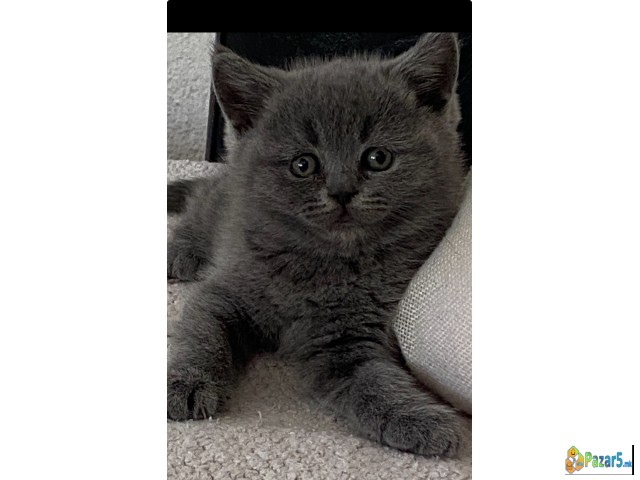 British shorthar