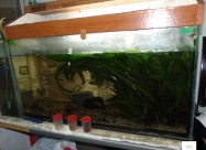 Akvarium