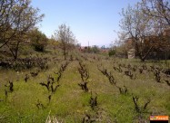 Prodavam Plac Od 2600m2 Vo Orovnik-ohrid