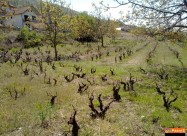 Prodavam Plac Od 2600m2 Vo Orovnik-ohrid