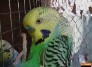 Papagali