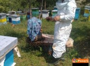 Med, Polenov Prav, Propolis - Мед, поленов прав, п