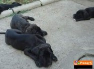 Cane Corso Kucenca
