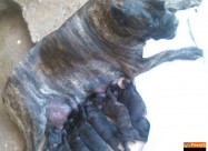 Cane Corso Kucenca