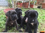 Cane Corso Kucenca
