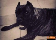 Cane Corso Kucenca