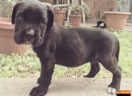 Cane Corso Kucenca