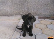 Cane Corso Kucenca