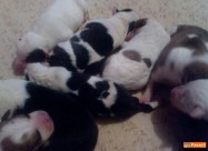 Pit Bull