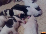 Pit Bull