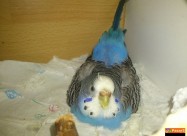 Popagali