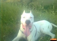 Dogo Argentino Leglo