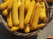 Se Prodava Pcenka Roneta I Vo Klip Kocan Suva Doma