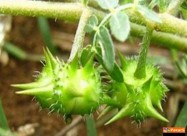  Babin Zab Tribulus Terrestris