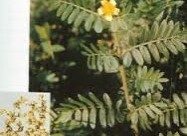  Babin Zab Tribulus Terrestris