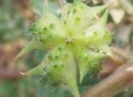  Babin Zab Tribulus Terrestris