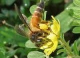  Babin Zab Tribulus Terrestris