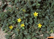  Babin Zab Tribulus Terrestris